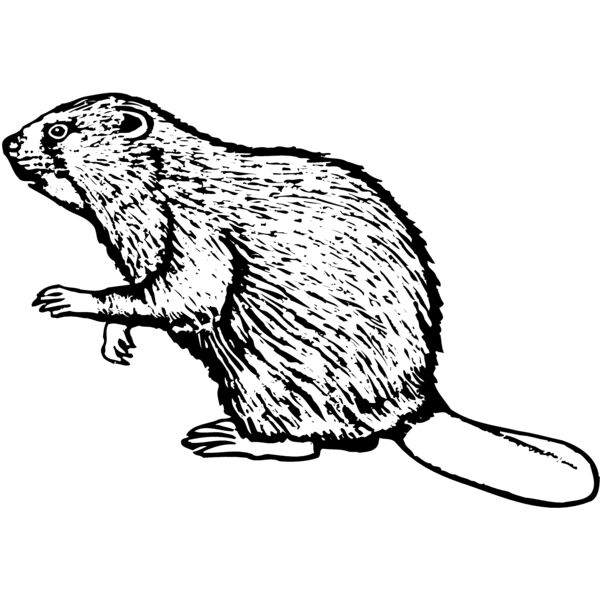 BEAVER03 Vignette