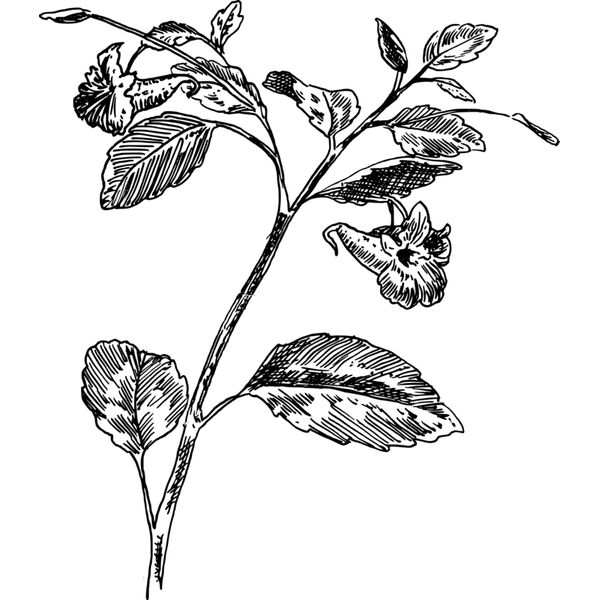 Touch me not Vignette